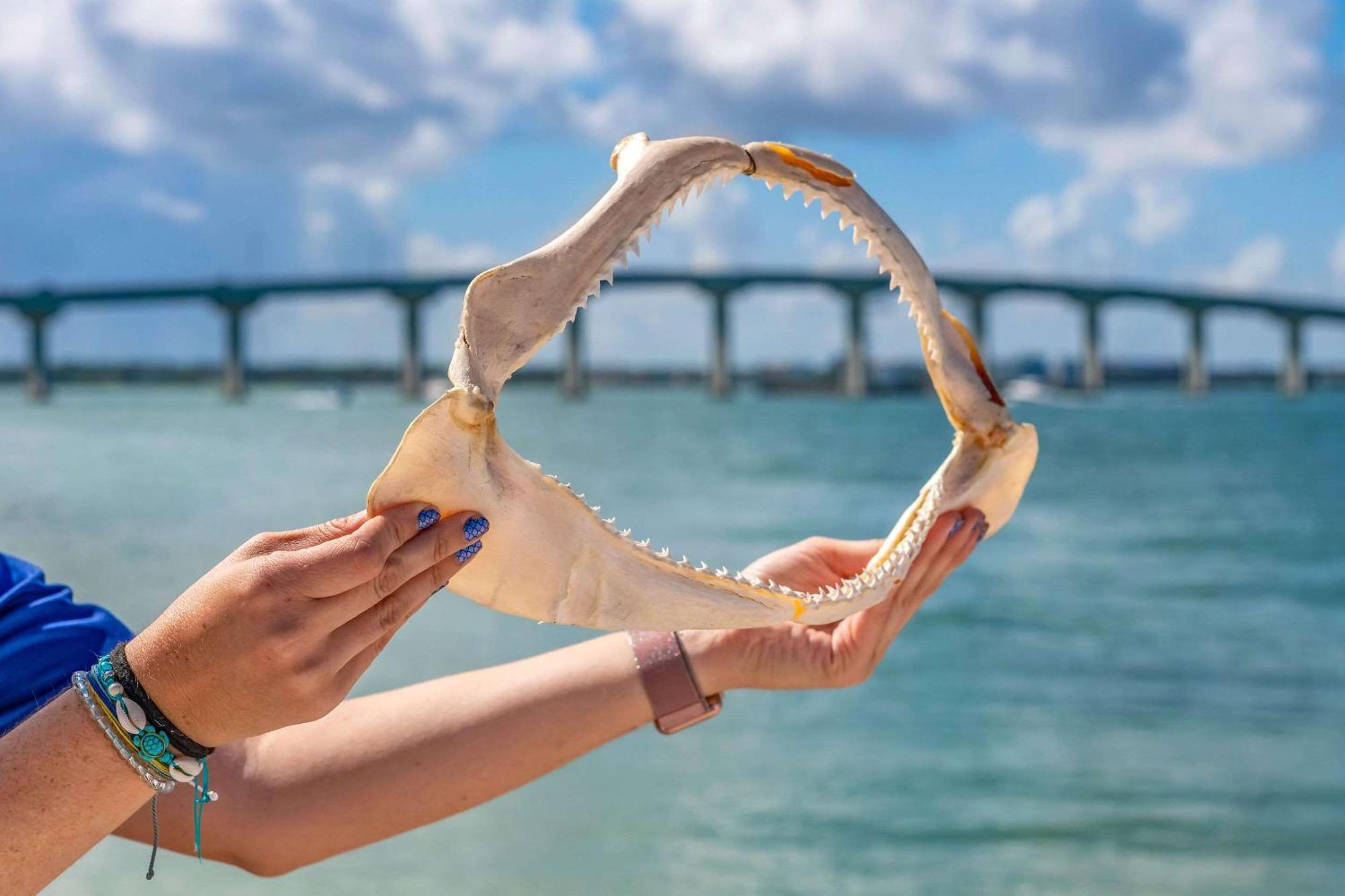 Winter The Dolphin'S Beach Club, Ascend Hotel Collection Clearwater Beach Buitenkant foto